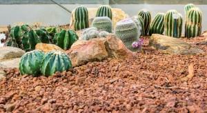 Desert Landscaping Phoenix