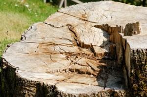 Stump Removal Phoenix