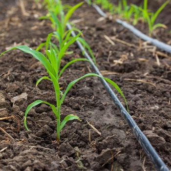 Drip Irrigation