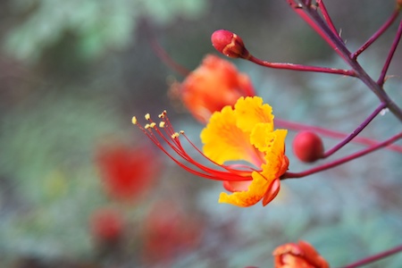 garden design scottsdale
