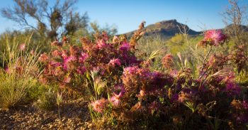 landscaping scottsdale