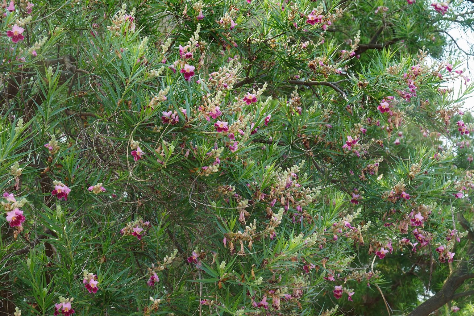 What Is the Fastest Growing Shade Tree in Arizona? | MasterAZscapes LLC