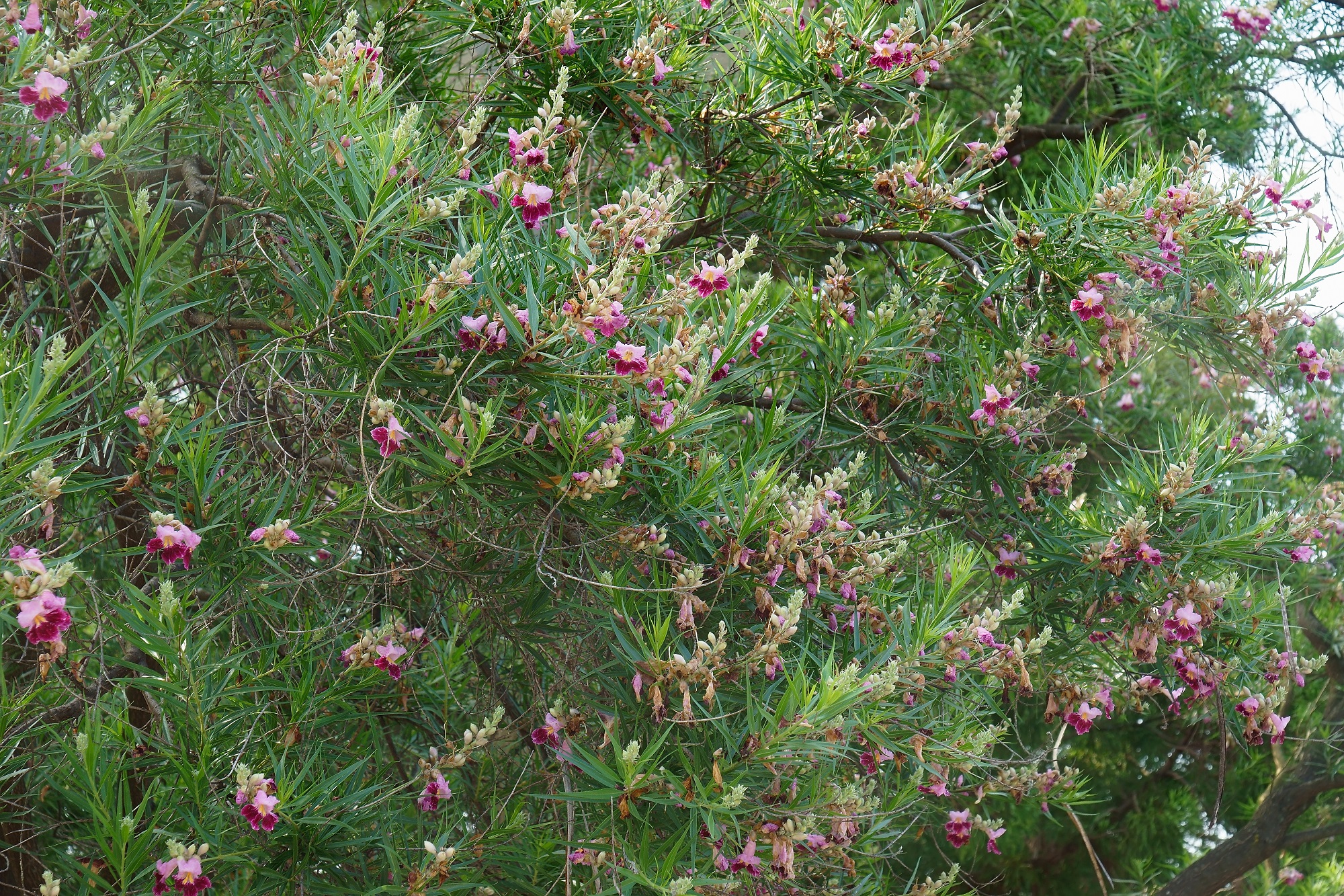 Plants and Trees Phoenix