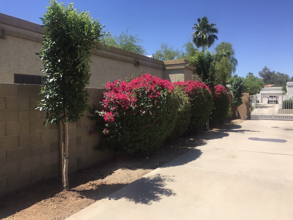 Tree Service Near Me Phoenix AZ